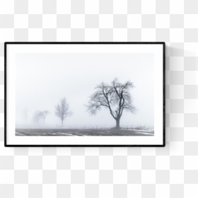 Oak, HD Png Download - fog png