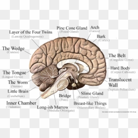 Cuneus Gyrus, HD Png Download - brain png