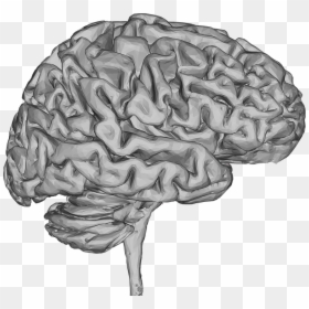 3d Sketch Of Brain, HD Png Download - brain png