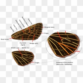Geometridae Versus Noctuidae, HD Png Download - wings png