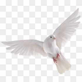 White Dove No Background, HD Png Download - bird png