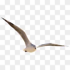 Flying Bird Transparent Background, HD Png Download - bird png