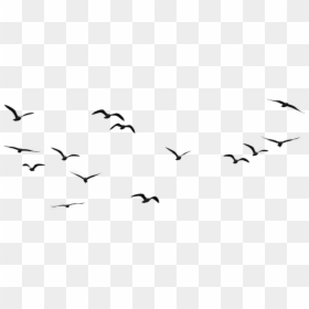 Birds In Sky Png, Transparent Png - bird png