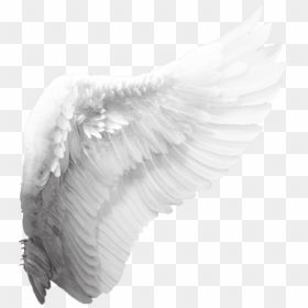 Side View Angel Wings Png, Transparent Png - angel wings png
