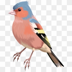 Bird Png, Transparent Png - bird png