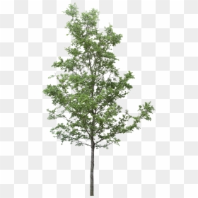 Photoshop Tree Png, Transparent Png - trees png