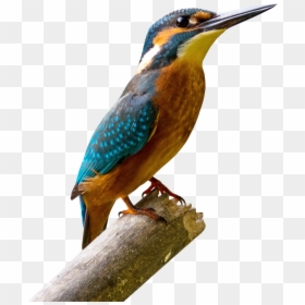 Kingfisher Bird Png, Transparent Png - bird png