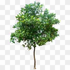 Tree Png, Transparent Png - trees png