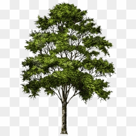Tree No Background Png, Transparent Png - trees png