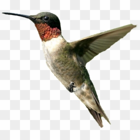 Ruby Throated Hummingbird Png, Transparent Png - bird png
