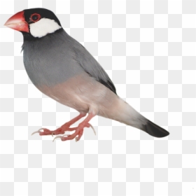 Bird, HD Png Download - bird png