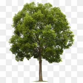 Tree Photoshop, HD Png Download - trees png