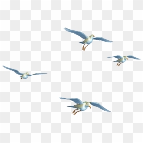 Flying Birds Png Hd, Transparent Png - bird png