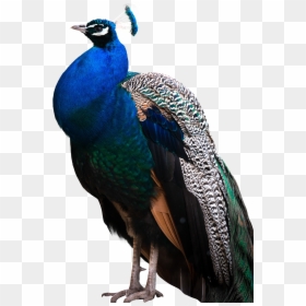 Png Peacock, Transparent Png - bird png
