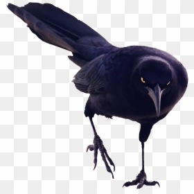 Black Bird, HD Png Download - bird png