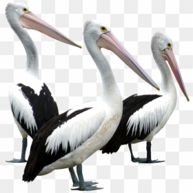 Pelican Png, Transparent Png - bird png