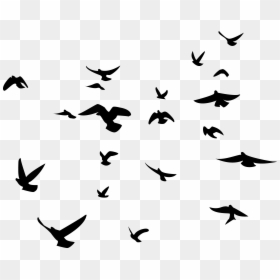 Transparent Background Bird Silhouette, HD Png Download - bird png