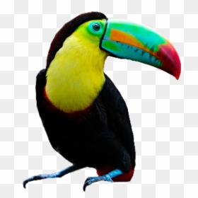 Toucan Bird Png, Transparent Png - bird png