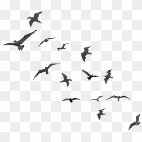 Transparent Flying Bird Silhouettes, HD Png Download - bird png
