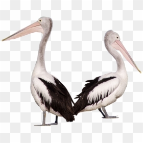 Пеликан Пнг, HD Png Download - bird png