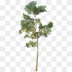 Tall Tree Png, Transparent Png - trees png