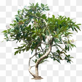 Plumeria Tree Png, Transparent Png - trees png