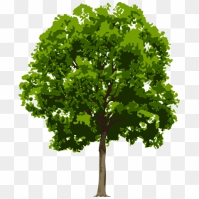 Tree Png High Resolution, Transparent Png - trees png