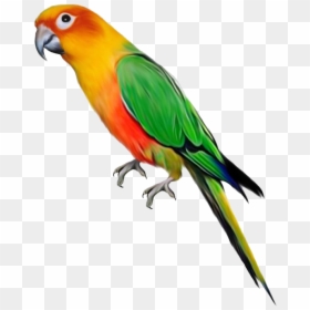 Parrot Png, Transparent Png - bird png