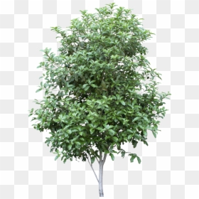 Bay Tree Png, Transparent Png - trees png