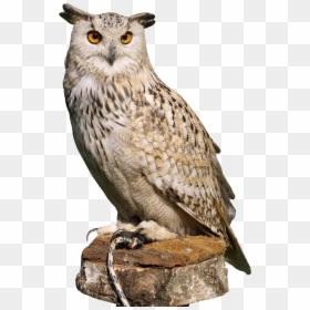 Owl Png, Transparent Png - bird png