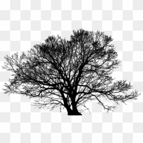 Big Tree Silhouette Png, Transparent Png - trees png