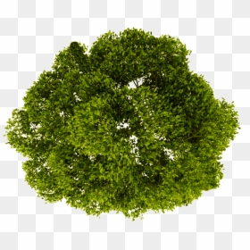 Transparent Background Tree Png Plan, Png Download - trees png