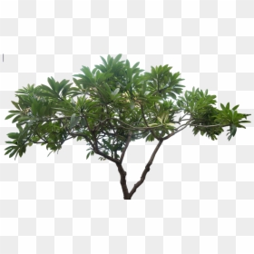 High Resolution Trees Png, Transparent Png - trees png