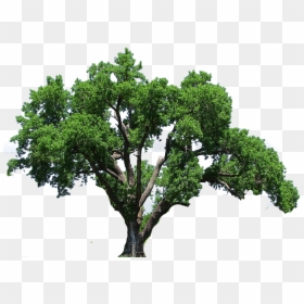 Big Oak Tree Png, Transparent Png - trees png