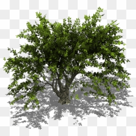 Trees Isometric View Png, Transparent Png - trees png