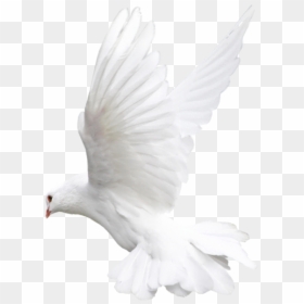 Transparent Background Dove Png, Png Download - dove png
