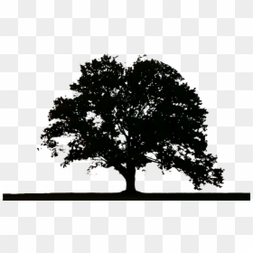 Trees Png, Transparent Png - trees png