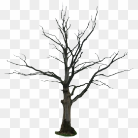Dead Tree Png, Transparent Png - trees png