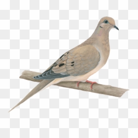 Mourning Dove No Background, HD Png Download - dove png