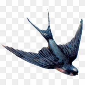Vintage Blue Bird Png, Transparent Png - dove png