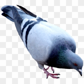 Pigeon Png, Transparent Png - dove png