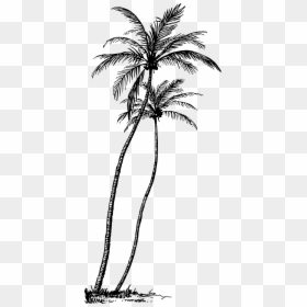 Coconut Tree Line Art, HD Png Download - coconut png