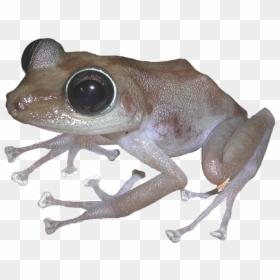 Eastern Spadefoot, HD Png Download - frog png