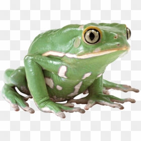 Frog Png, Transparent Png - frog png