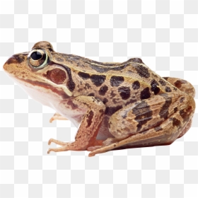 Wood Frog Png, Transparent Png - frog png