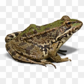 Frog With No Background, HD Png Download - frog png