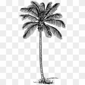 Coconut Tree Outline, HD Png Download - coconut png
