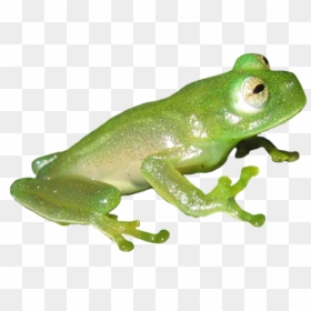 Clip Art, HD Png Download - frog png
