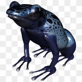 Poison Dart Frogs Png, Transparent Png - frog png