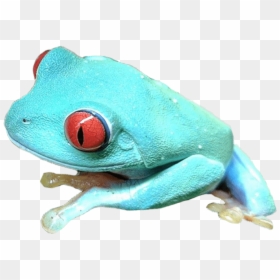Red-eyed Tree Frog, HD Png Download - frog png
